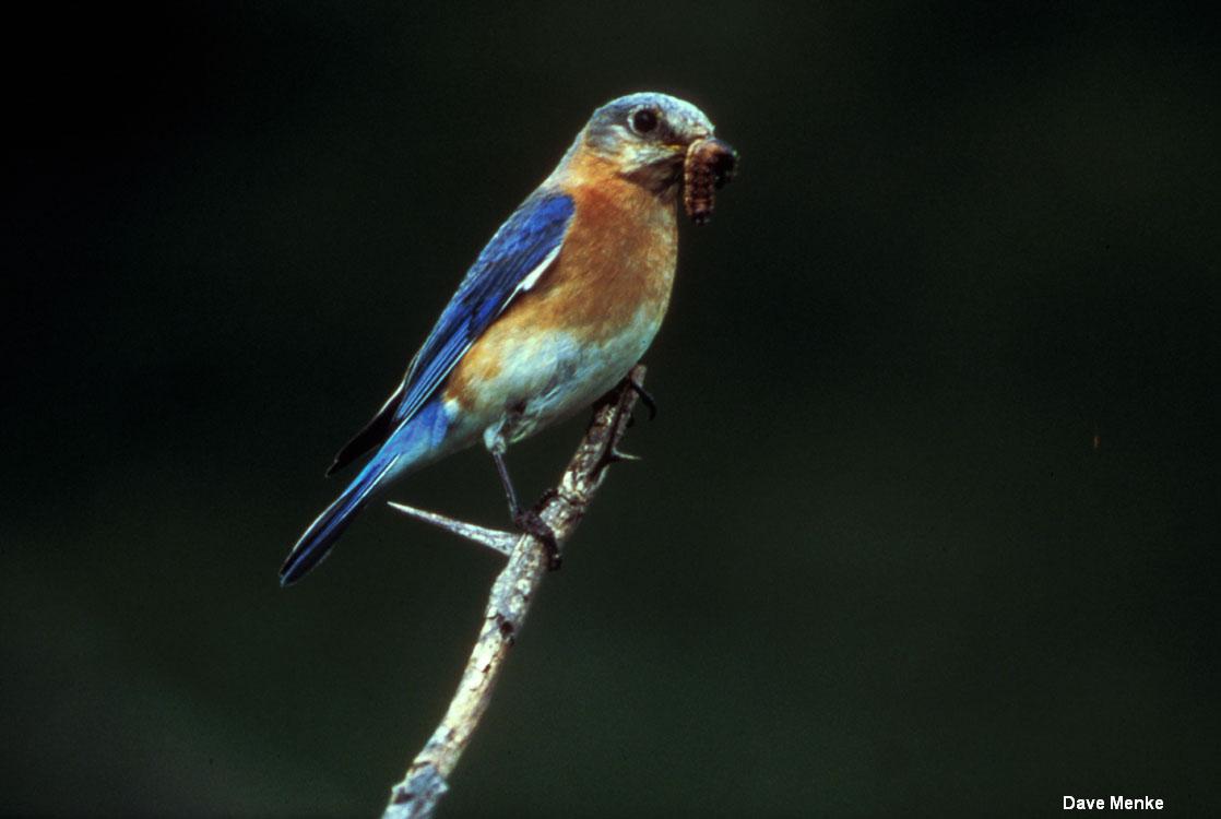 Eastern Bluebird Eastern Bluebird